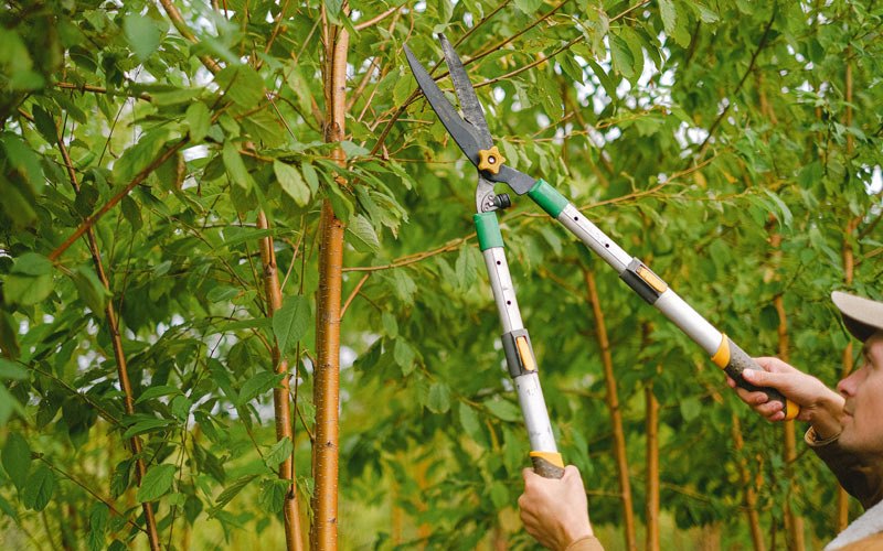 Tree trimming in Hereford, CO